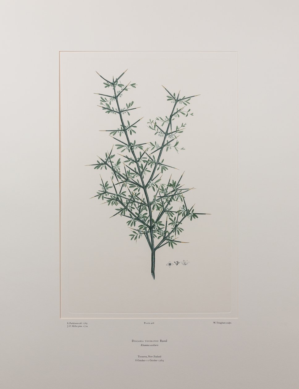 Discaria toumatou (Rhamnaceae) - Plate 426, Banks#39; Florilegium, ca. 1771-84 (kobberstikk på papir) av Joseph Banks