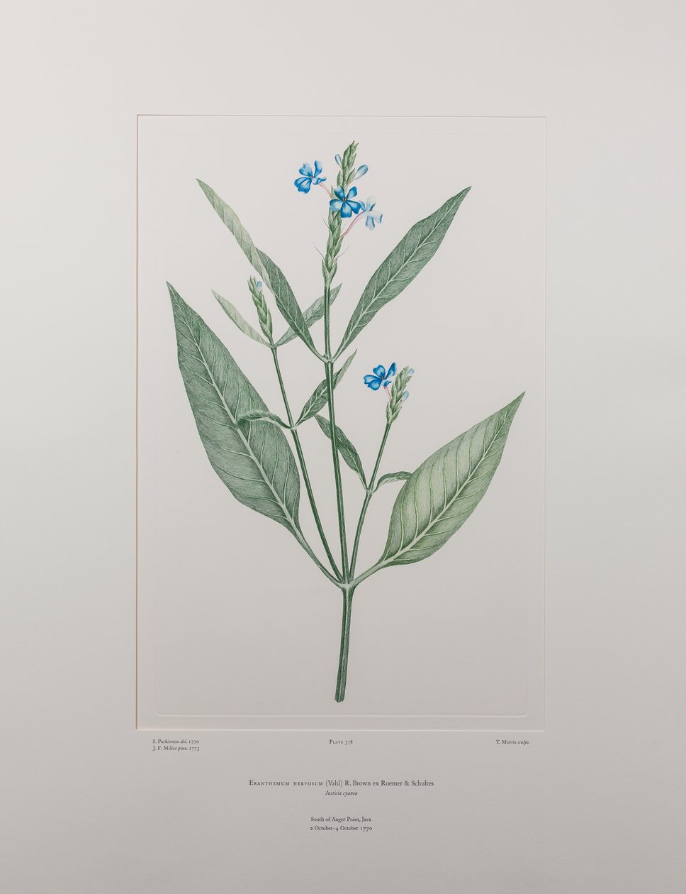 Eranthemum nervosa (Acanthaceae) - Plate 378, Banks#39; Florilegium, ca. 1771-84 (kobberstikk på papir) av Joseph Banks