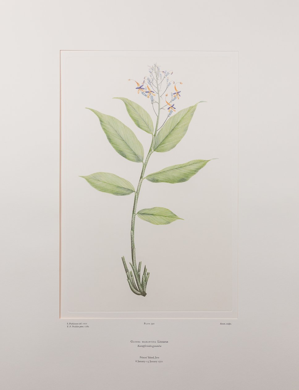 Globba marantina (Zingiberaceae) - Plate 390, Banks#39; Florilegium, ca. 1771-84 (kobberstikk på papir) av Joseph Banks