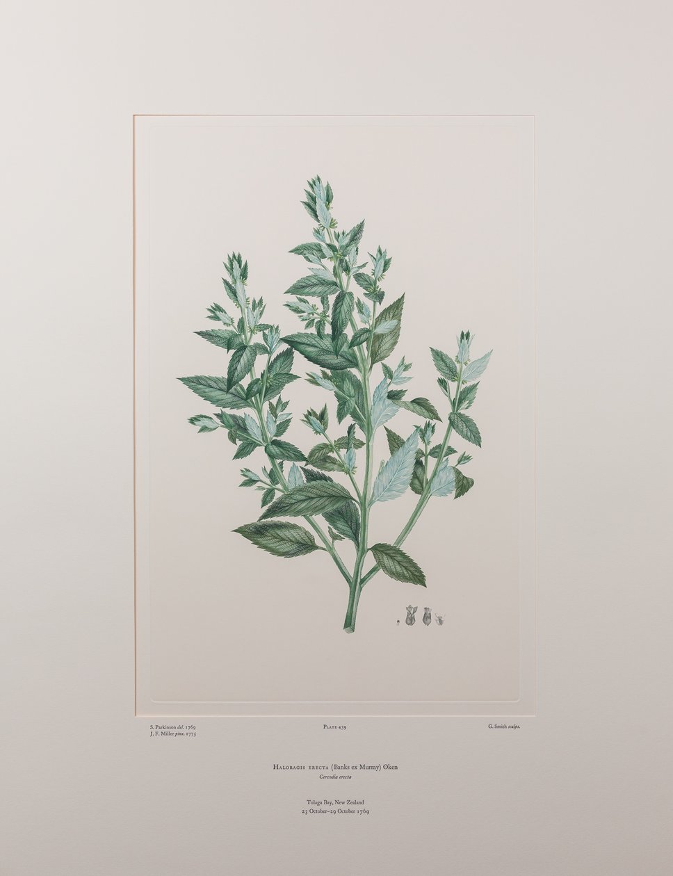Haloragis erecta (Haloragidaceae) - Plate 439, Banks#39; Florilegium, ca. 1771-84 (kobberstikk på papir) av Joseph Banks