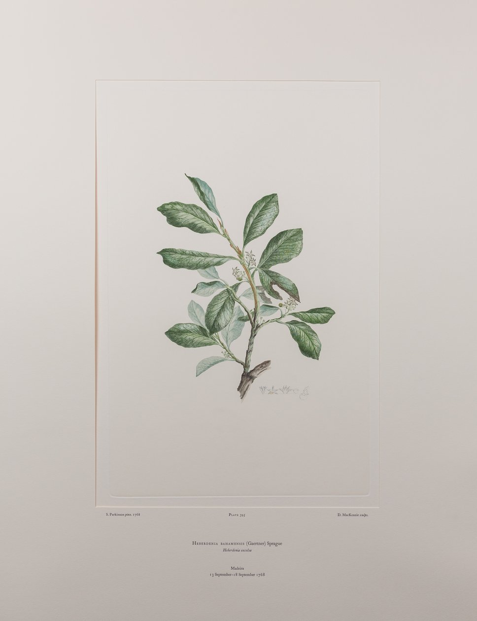 Heberdenia bahamensis (Myrsinaceae) - Plate 395, Banks#39; Florilegium, ca. 1771-84 (kobberstikk på papir) av Joseph Banks