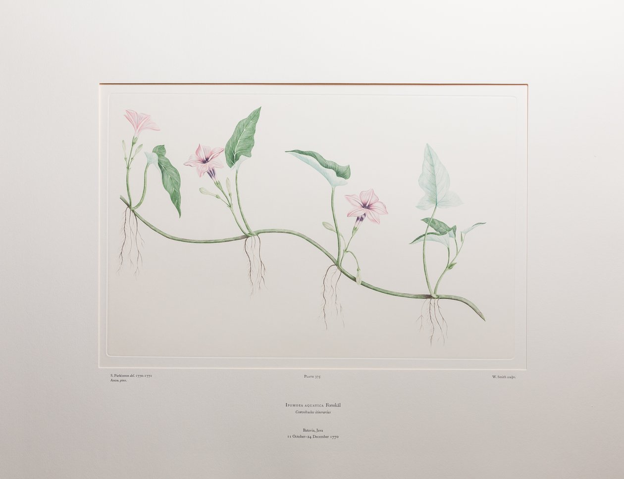 Ipomoea aquatica (Convolvulaceae) - Plate 375, Banks#39; Florilegium, ca. 1771-84 (kobberstikk på papir) av Joseph Banks