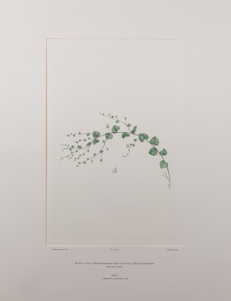 Kicksia spuria subsp. integrifolia (Scrophulariaceae) - Plate 397, Banks#39; Florilegium, ca. 1771-84 (kobberstikk på papir) av Joseph Banks