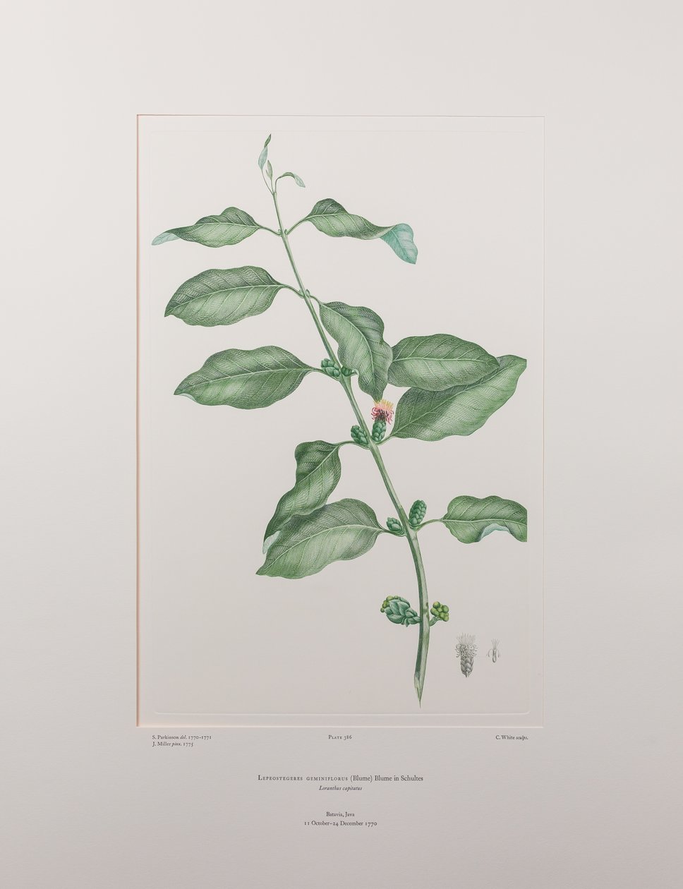 Lepeostegeres geminiflorus (Loranthaceae) - Plate 386, Banks#39; Florilegium, ca. 1771-84 (kobberstikk på papir) av Joseph Banks