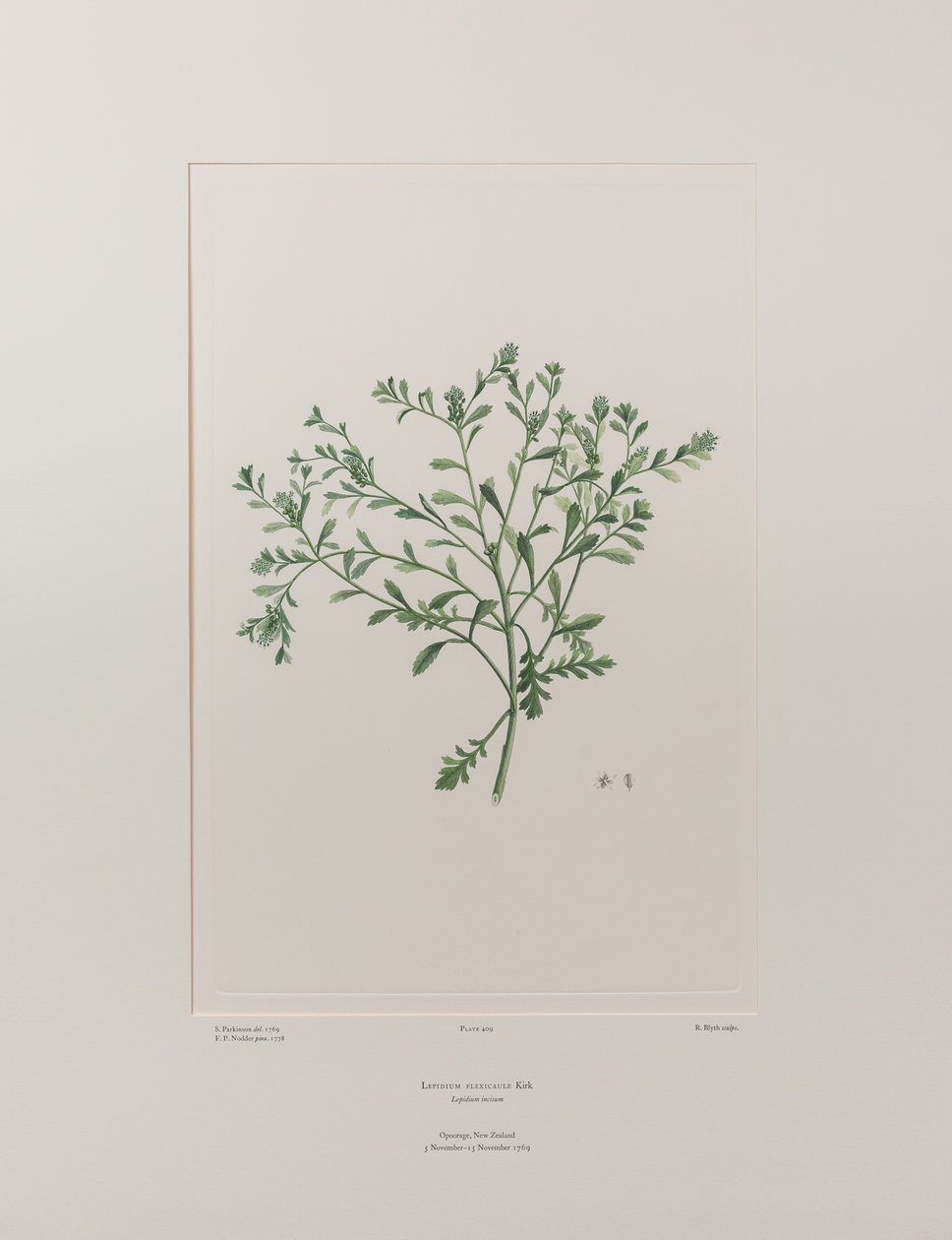 Lepidium flexicaule (Cruciferae) - Plate 409, Banks#39; Florilegium, ca. 1771-84 (kobberstikk på papir) av Joseph Banks