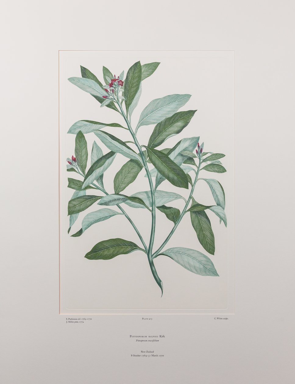 Pittosporum ralphii (Pittosporaceae) - Plate 413, Banks#39; Florilegium, ca. 1771-84 (kobberstikk på papir) av Joseph Banks