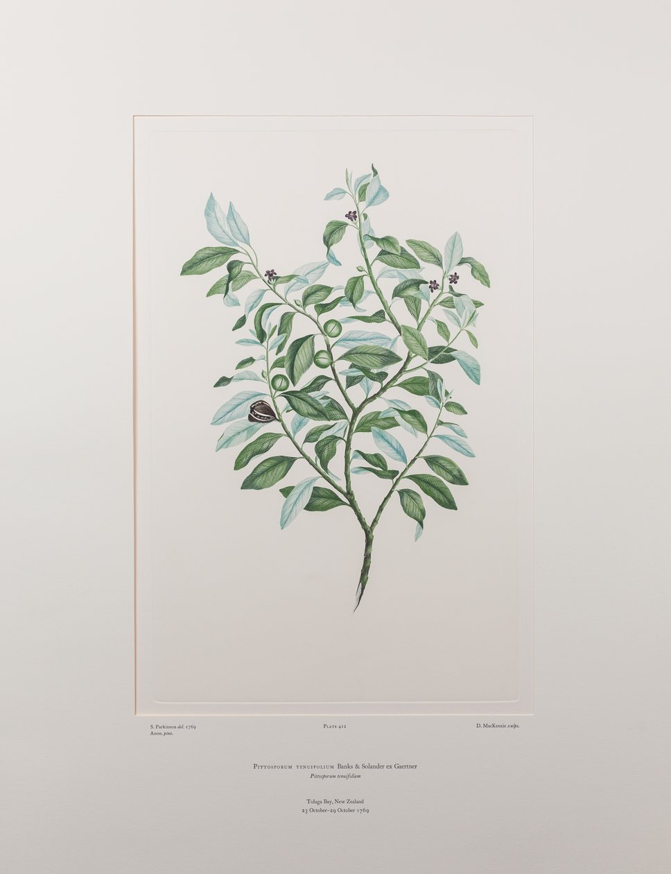 Pittosporum tenuifolium (Pittosporaceae) - Plate 412, Banks#39; Florilegium, ca. 1771-84 (kobberstikk på papir) av Joseph Banks