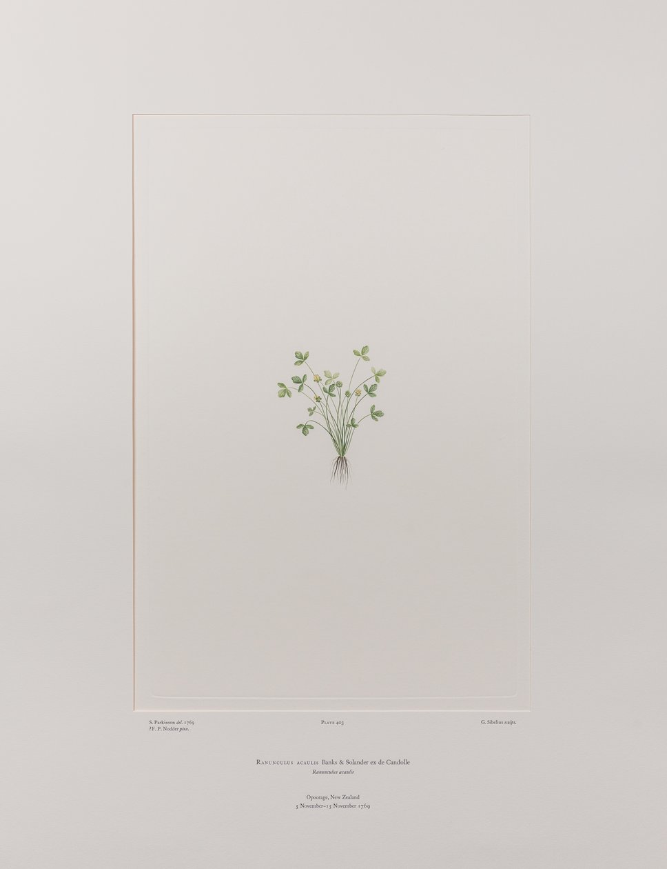 Ranunculus acaulis (Ranunculaceae) - Plate 403, Banks#39; Florilegium, ca. 1771-84 (kobberstikk på papir) av Joseph Banks
