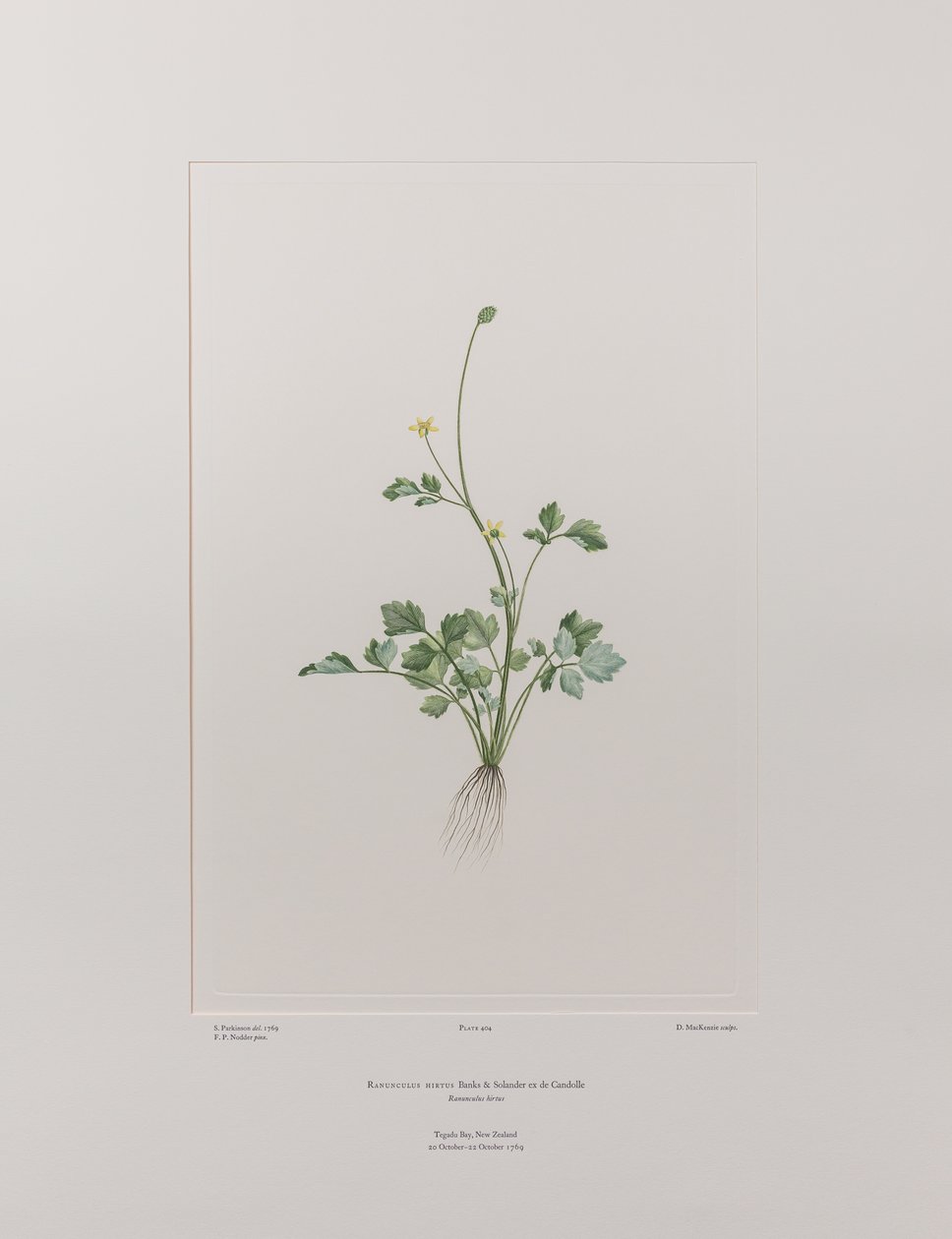 Ranunculus hirtus (Ranunculaceae) - Plate 404, Banks#39; Florilegium, ca. 1771-84 (kobberstikk på papir) av Joseph Banks