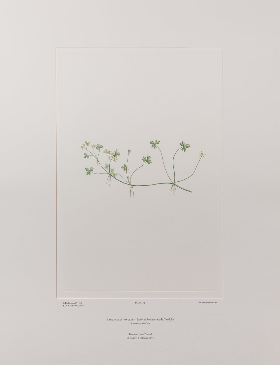 Ranunculus rivularis (Ranunculaceae) - Plate 405, Banks#39; Florilegium, ca. 1771-84 (kobberstikk på papir) av Joseph Banks