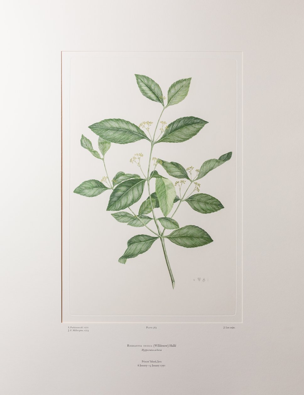 Reissantia indica (Celastraceae) - Plate 363, Banks#39; Florilegium, ca. 1771-84 (kobberstikk på papir) av Joseph Banks
