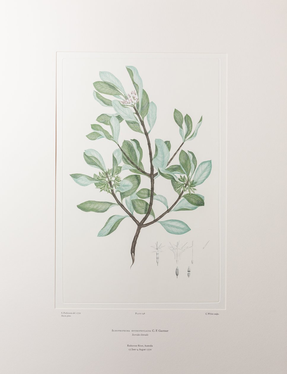 Schyphiphora hydrophyllacea (Rubiaceae) - Plate 148, Banks#39; Florilegium, ca. 1771-84 (kobberstikk på papir) av Joseph Banks