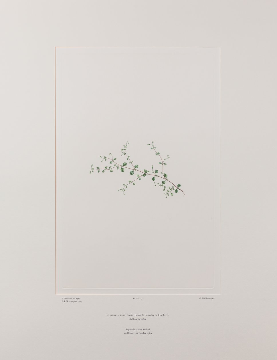 Stellaria parviflora (Caryophyllaceae) - Plate 415, Banks#39; Florilegium, ca. 1771-84 (kobberstikk på papir) av Joseph Banks