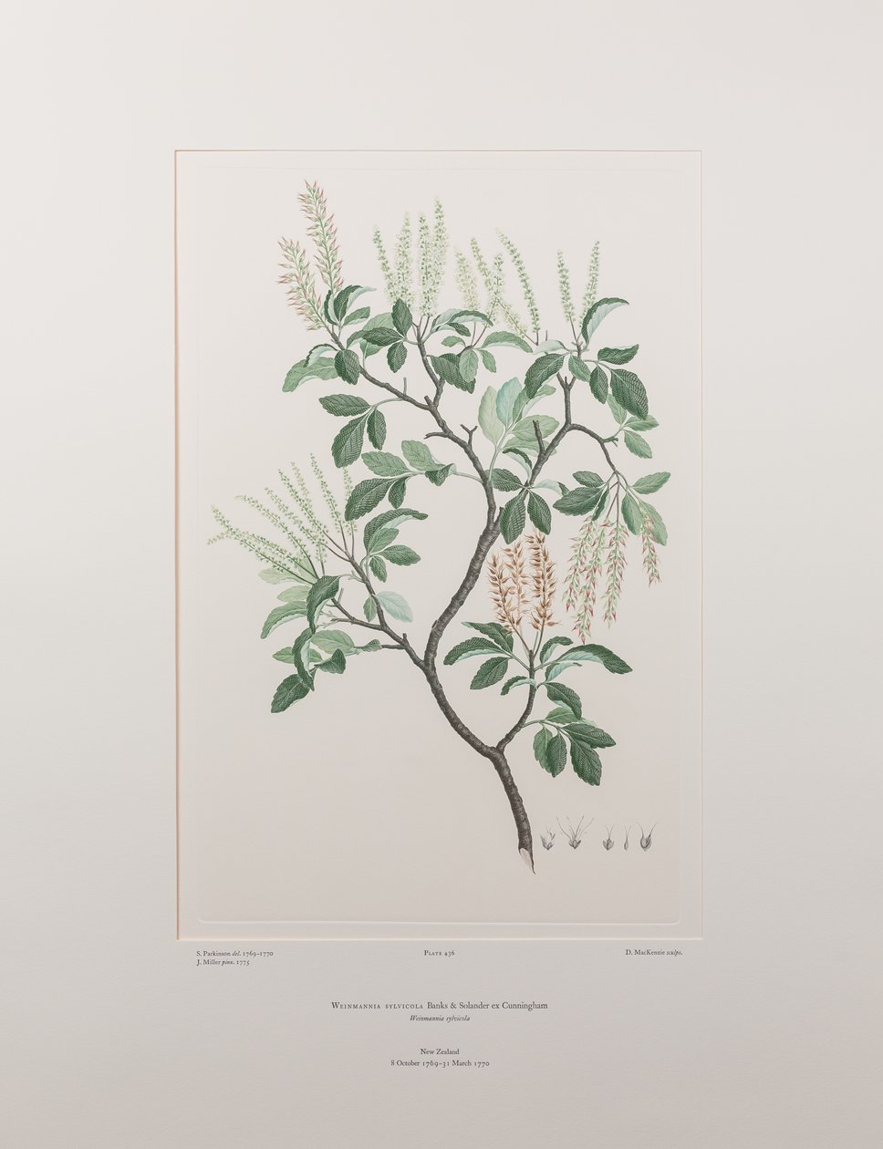 Weinmannia sylvicola (Cunoniaceae) - Plate 436, Banks#39; Florilegium, ca. 1771-84 (kobberstikk på papir) av Joseph Banks