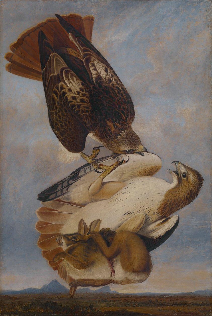 Red Tailed Hawk av Joseph Bartholomew Kidd