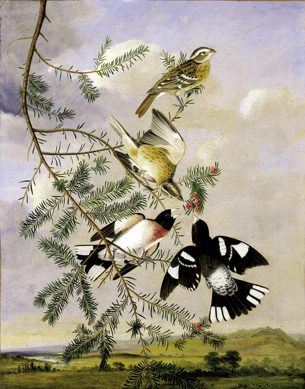 Rose-Breasted Grosbeak, midten av slutten av 1800-tallet. av Joseph Bartholomew Kidd