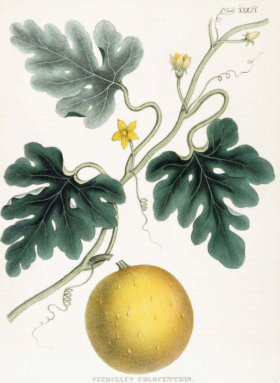 Colocynth, fra "Illustrasjoner av medisinsk botanikk: Bestående av fargede figurer av plantene som gir de viktige artiklene til Materia Medica". J.H. Colen, 1847 av Joseph Carson