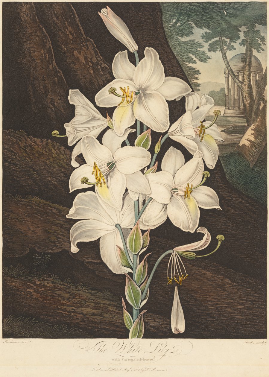 The Temple of Flora, or Garden of Nature: White Lily with Variegated Leaves..., 1800. av Joseph Constantine Stadler