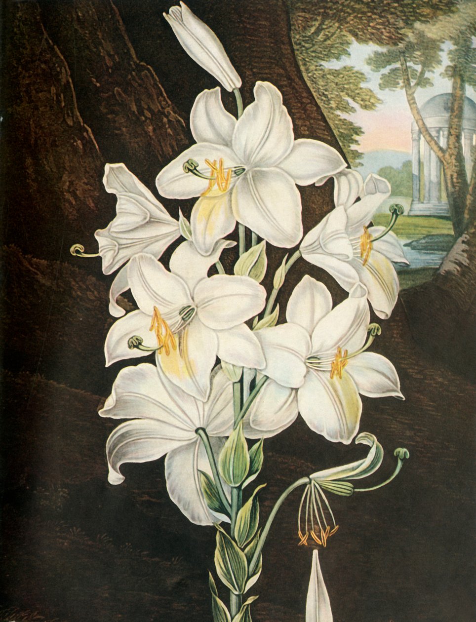 The White Lily, c1800, 1948. av Joseph Constantine Stadler