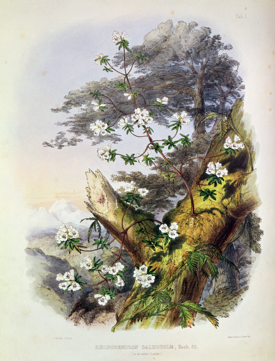 Rhododendron: Dalhousie, tegning fra 