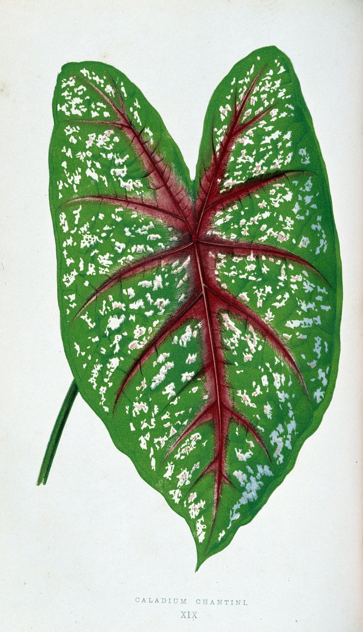 Chantini Caladium leaf. Botanical board in “” Plants with colorful foliage.   1408796   no       norwegian Successfully Translated  Original: Salon Translat: Salon 1366359 no norwegian Successfully Translated Original: Cephalus and Procris Translat: Cephal av Joseph Edward and Howard W Lowe