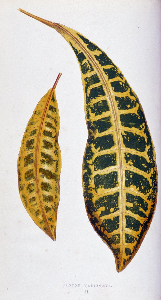 Croton leaf variegata. Botanisk bord i "" Planter med fargerikt bladverk. Samling av de mest bemerkelsesverdige artene som brukes til å dekorere hager, drivhus og leiligheter, av Edward Joseph Lowe og W. Howard, medlemmer av London Horticulture Society. Tr av Joseph Edward and Howard W Lowe