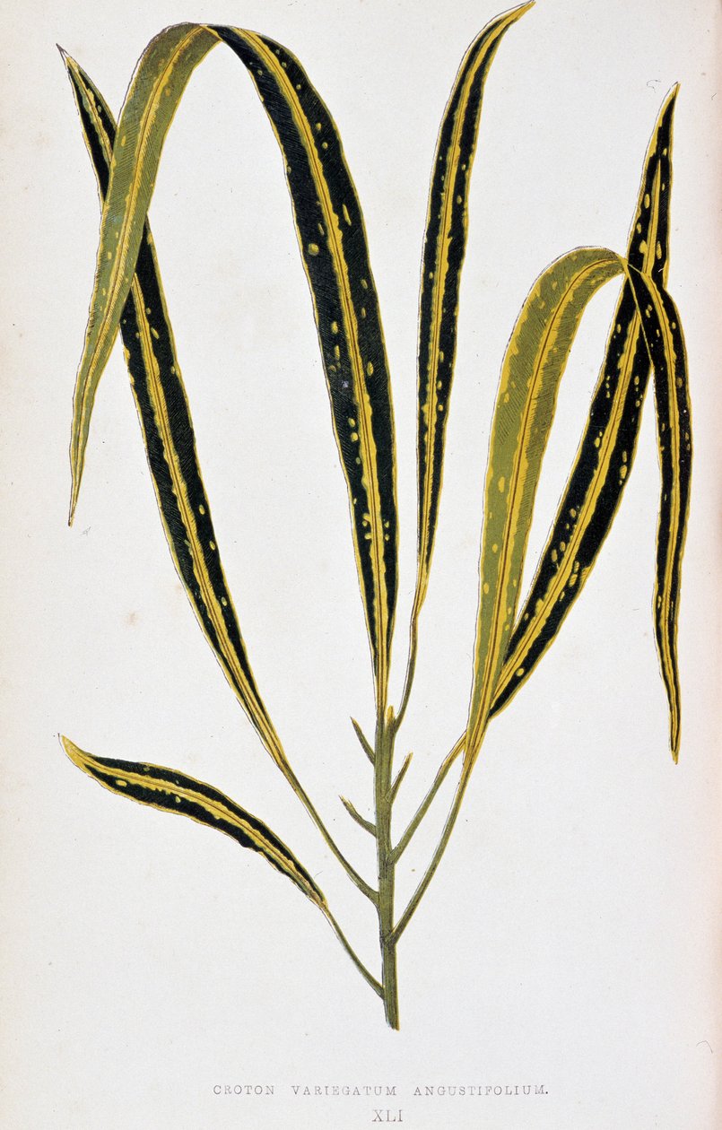 Croton leaf variegatum angustifolium. Botanisk bord i "" Planter med fargerikt bladverk. Samling av de mest bemerkelsesverdige artene som brukes til å dekorere hager, drivhus og leiligheter, av Edward Joseph Lowe og W. Howard, medlemmer av London Horticult av Joseph Edward and Howard W Lowe