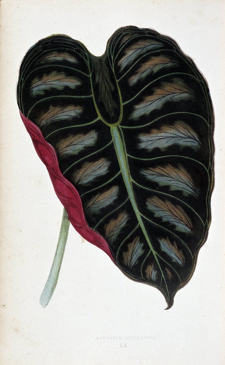 Blad av Alocasia metallica. Botanisk tavle i "" Planter med farget løvverk. Samling av de mest bemerkelsesverdige artene som brukes til å dekorere hager, drivhus og leiligheter, av Edward Joseph Lowe og W. Howard, medlemmer av London Horticulture Society. av Joseph Edward and Howard W Lowe