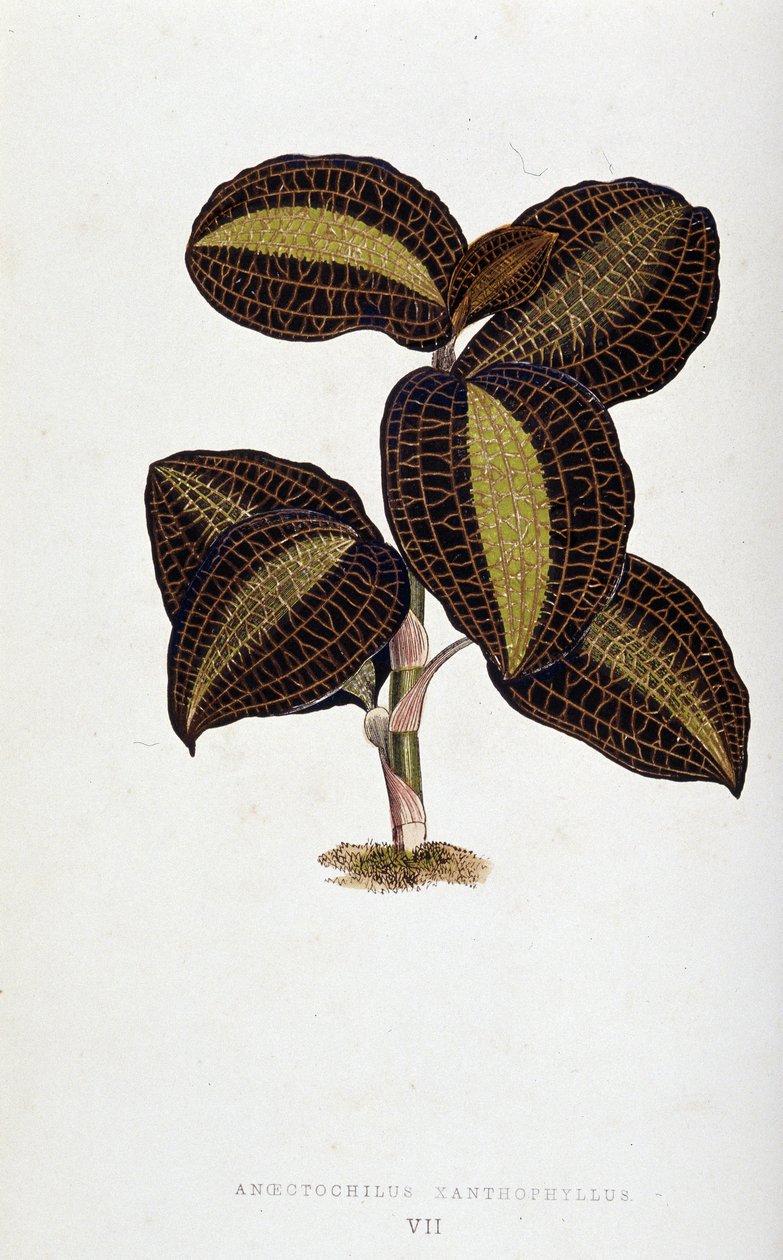 Blad av Anoectochilus Xantophyllus. Botanisk bord i "" Planter med fargerikt bladverk. av Joseph Edward and Howard W Lowe