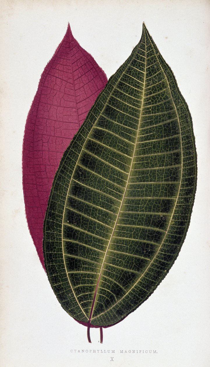 Blad av Cyanophyllum Magnificum. Botanisk bord i "" Planter med fargerikt bladverk. av Joseph Edward and Howard W Lowe