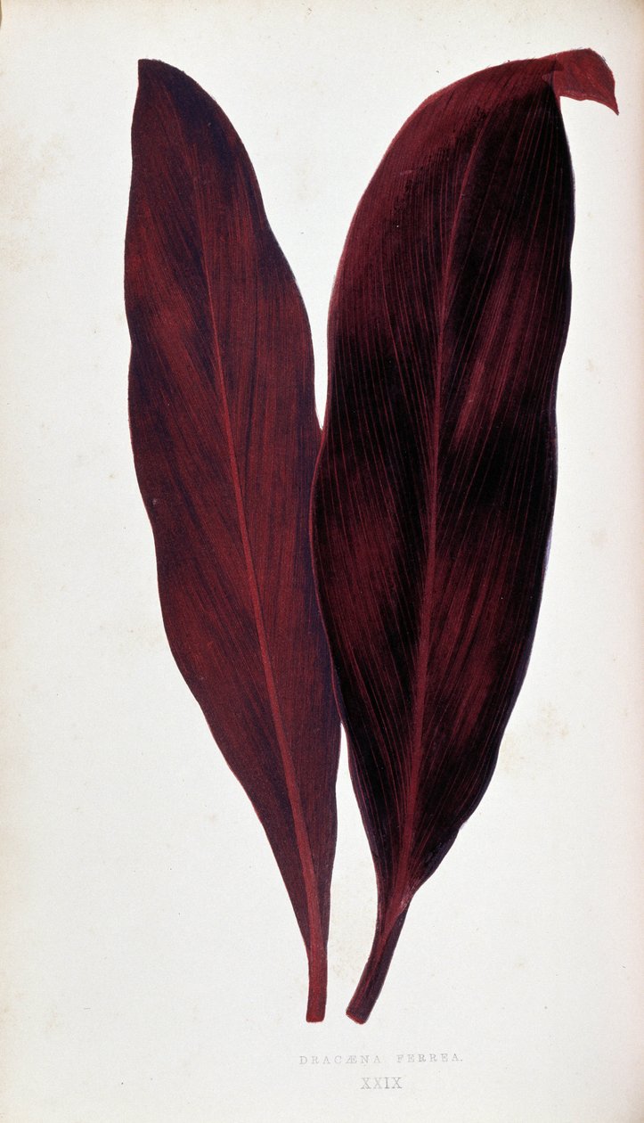 Blad av Dracaena ferrea i "" Planter med fargerikt bladverk. Samling av de mest bemerkelsesverdige artene som brukes til å dekorere hager, drivhus og leiligheter, av Edward Joseph Lowe og W. Howard, medlemmer av London Horticulture Society. Overs av Joseph Edward and Howard W Lowe