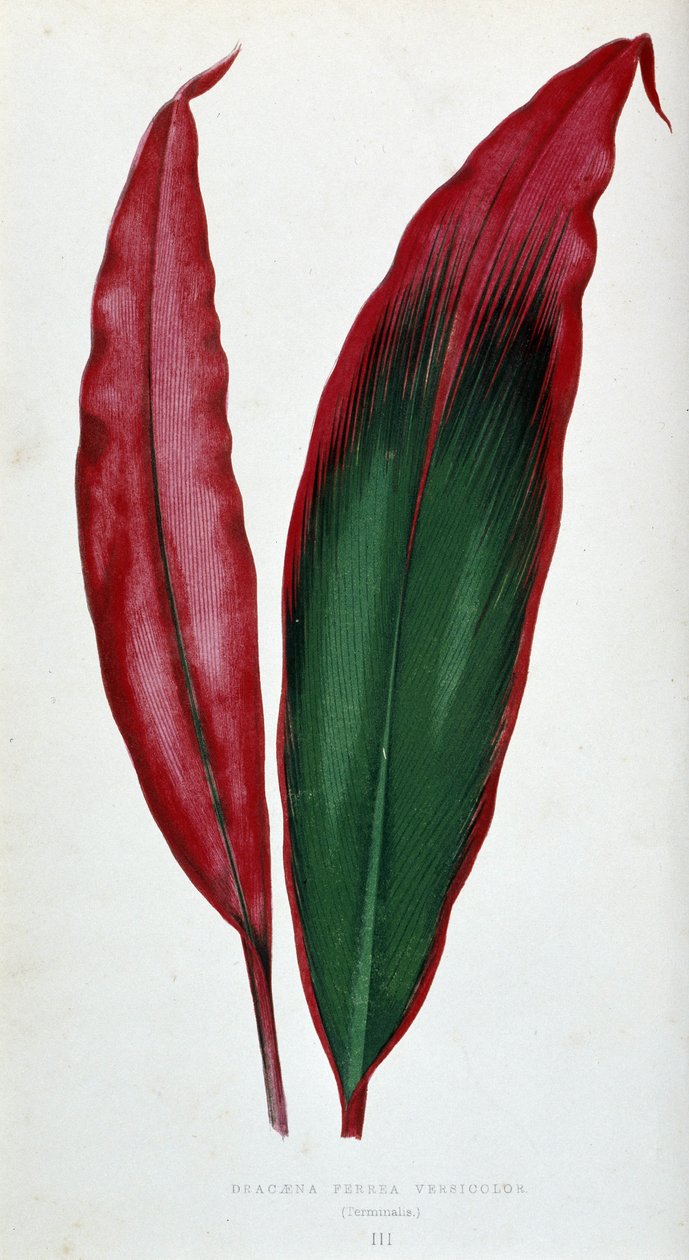 Blad av Dracaena ferrea versicolor. Botanisk bord i "" Planter med fargerikt bladverk. av Joseph Edward and Howard W Lowe