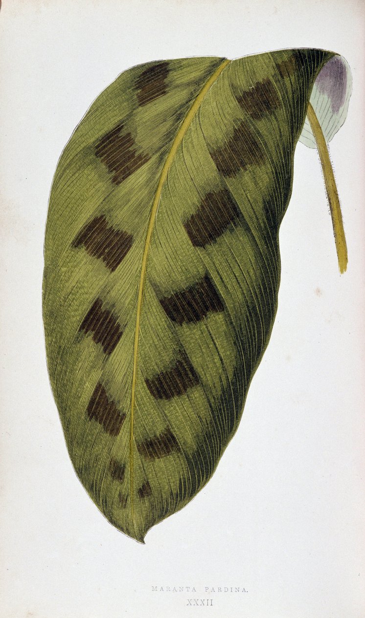 Leaf of Maranta Pardina. Botanical board in “” Plants with colorful foliage. Collection of the most remarkable species used to decorate gardens, greenhouses and apartments, by Edward Joseph Lowe and W. Howard, members of the London Horticulture Society. Tr av Joseph Edward and Howard W Lowe