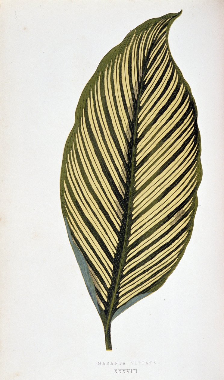 Blad av Maranta Vittata. Botanisk bord i "" Planter med fargerikt bladverk. Samling av de mest bemerkelsesverdige artene som brukes til å dekorere hager, drivhus og leiligheter, av Edward Joseph Lowe og W. Howard, medlemmer av London Horticulture Society.  av Joseph Edward and Howard W Lowe