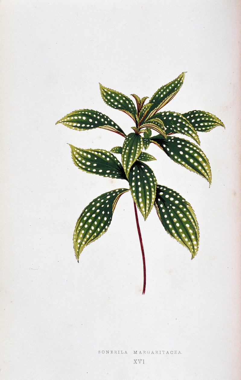 Blad av Sonerila margaritacea. Botanisk bord i "" Planter med fargerikt bladverk. Samling av de mest bemerkelsesverdige artene som brukes til å dekorere hager, drivhus og leiligheter, av Edward Joseph Lowe og W. Howard, medlemmer av London Horticulture Soc av Joseph Edward and Howard W Lowe