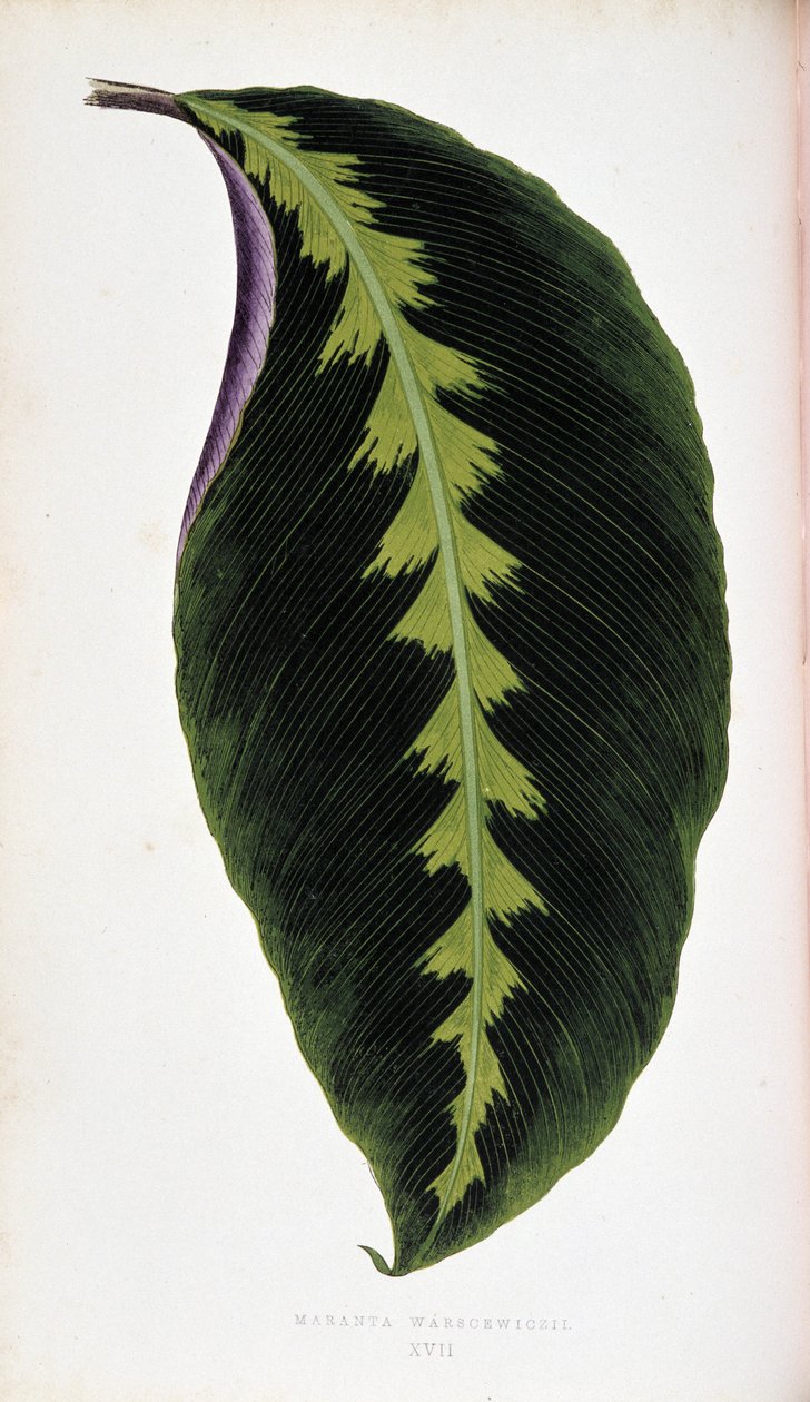 Maranta leaf warscewiczii. Botanisk bord i "" Planter med fargerikt bladverk. av Joseph Edward and Howard W Lowe