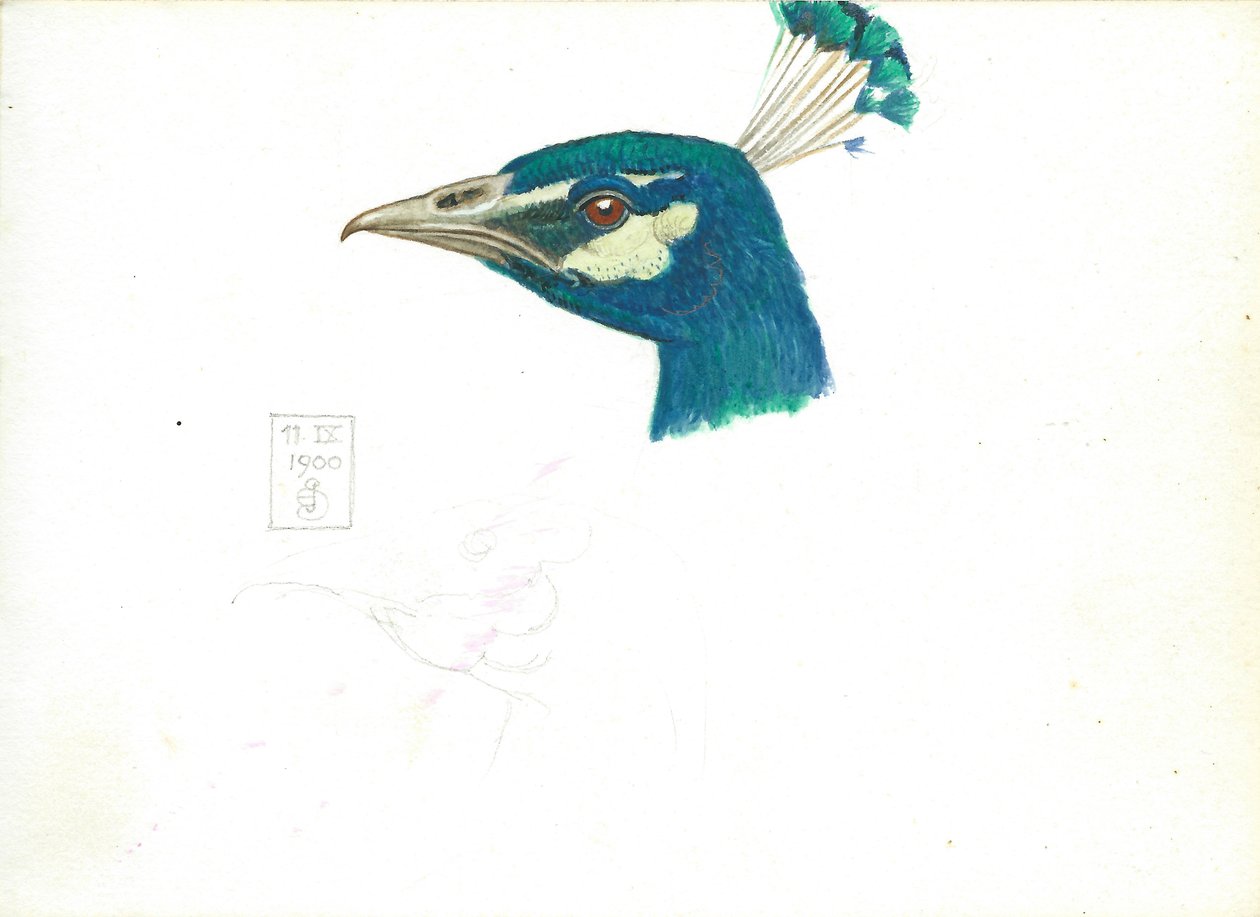 Head of a Peacock, 11 IX, 1900 (blyant, penn og blekk og wc på papir) av Joseph Edward Southall