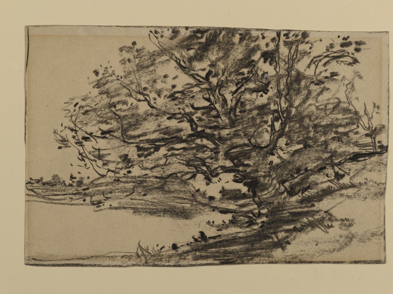 Study of Trees, 1870 (grafitt på papir) av Joseph Frank Currier
