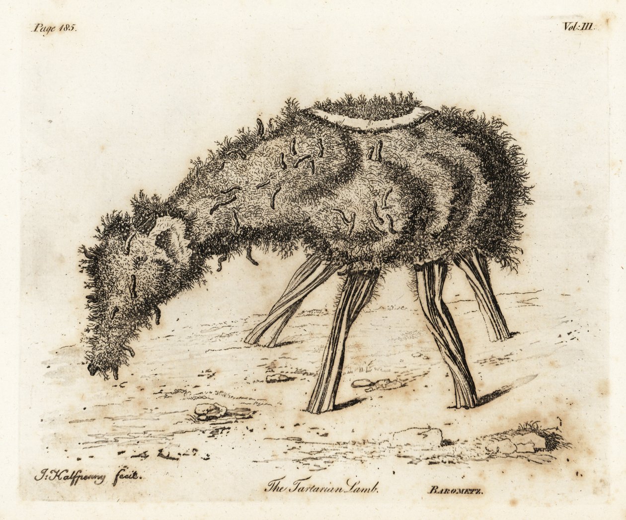 Grønnsakslammet av tartar. av Joseph Halfpenny