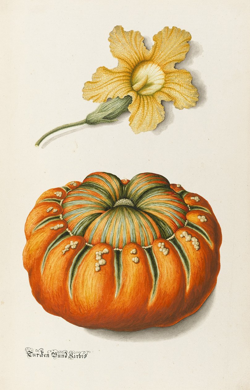 Squash og et gresskar (penn og blekk med wc og kroppsfarge på papir) av Joseph Jacob Plenck