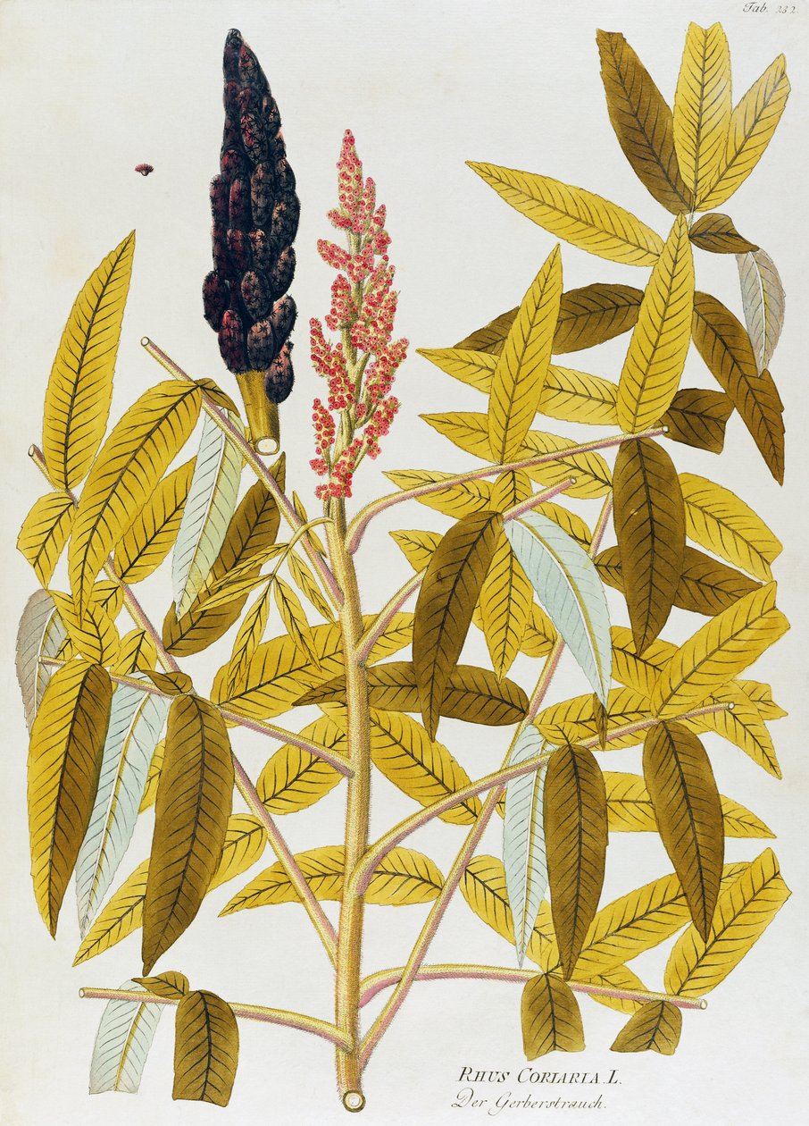 Alm-leaved sumach eller siciliansk sumac (Rhus coriaria) av Joseph Jacob von Plenck (1735-1807), fra Icons of Medicinal Plants, Wien av Joseph Jacob Plenck