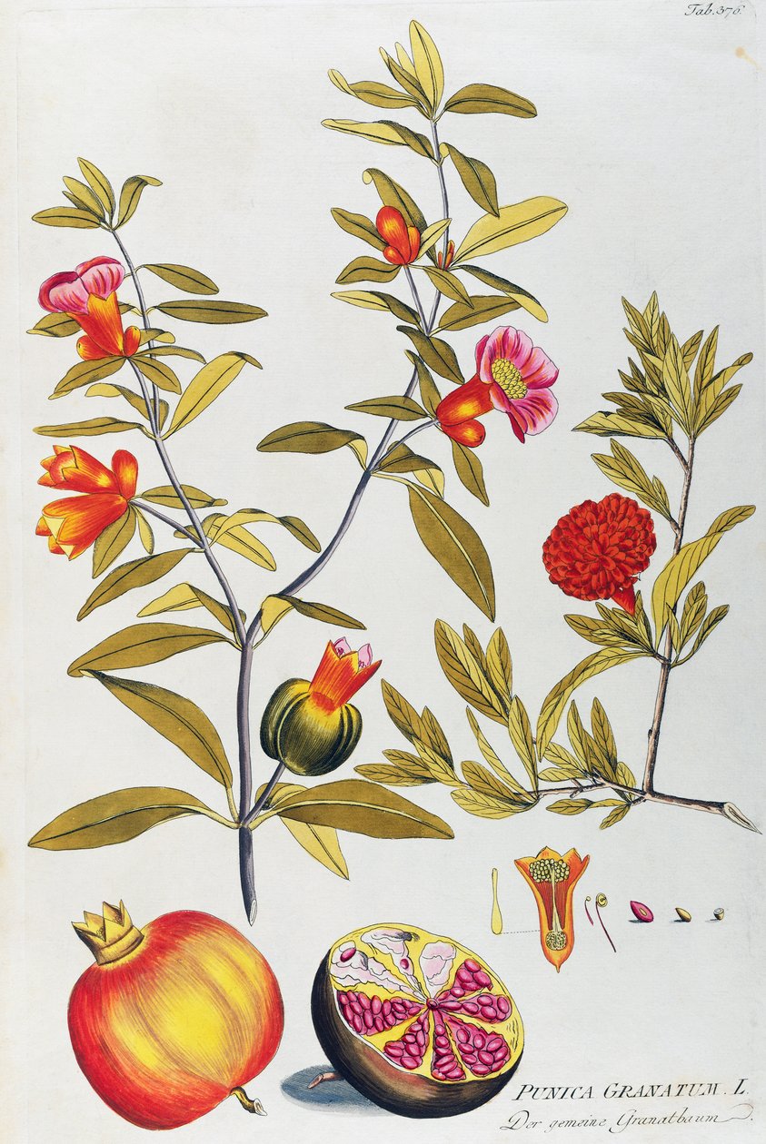 Granateple (Punica granatum) av Joseph Jacob von Plenck (1735-1807), fra Icons of Medicine Plants, Wien av Joseph Jacob Plenck
