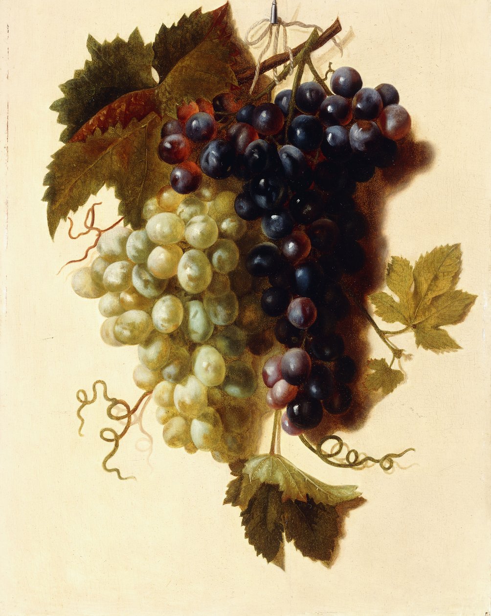 Klaser med grønne og røde druer hengt opp i et tau, ca. 1796 av Joseph Laurent Malaine