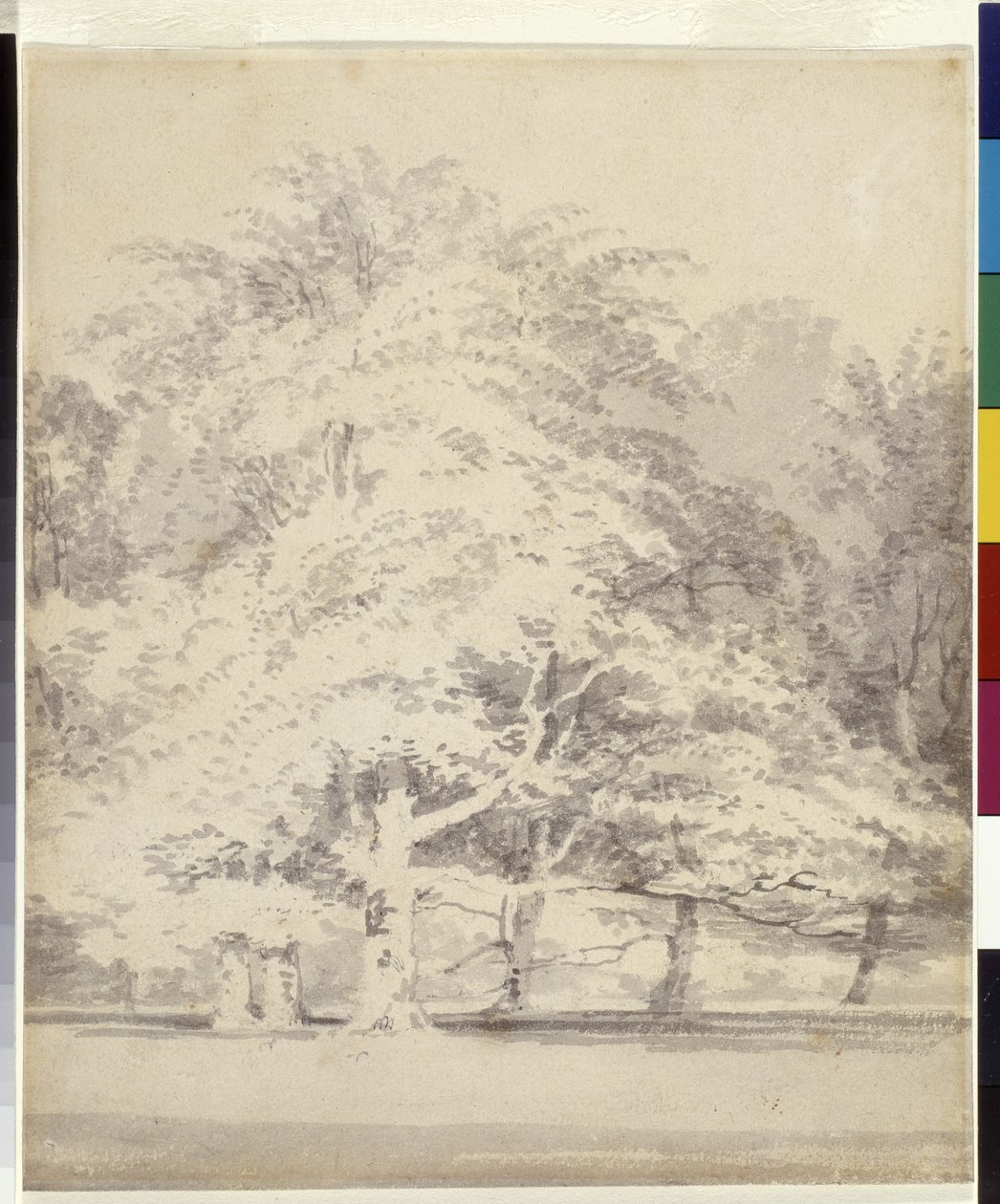 Bøketrær (grå blekk skyller over blyant på hvitt papir) av Joseph Mallord William Turner