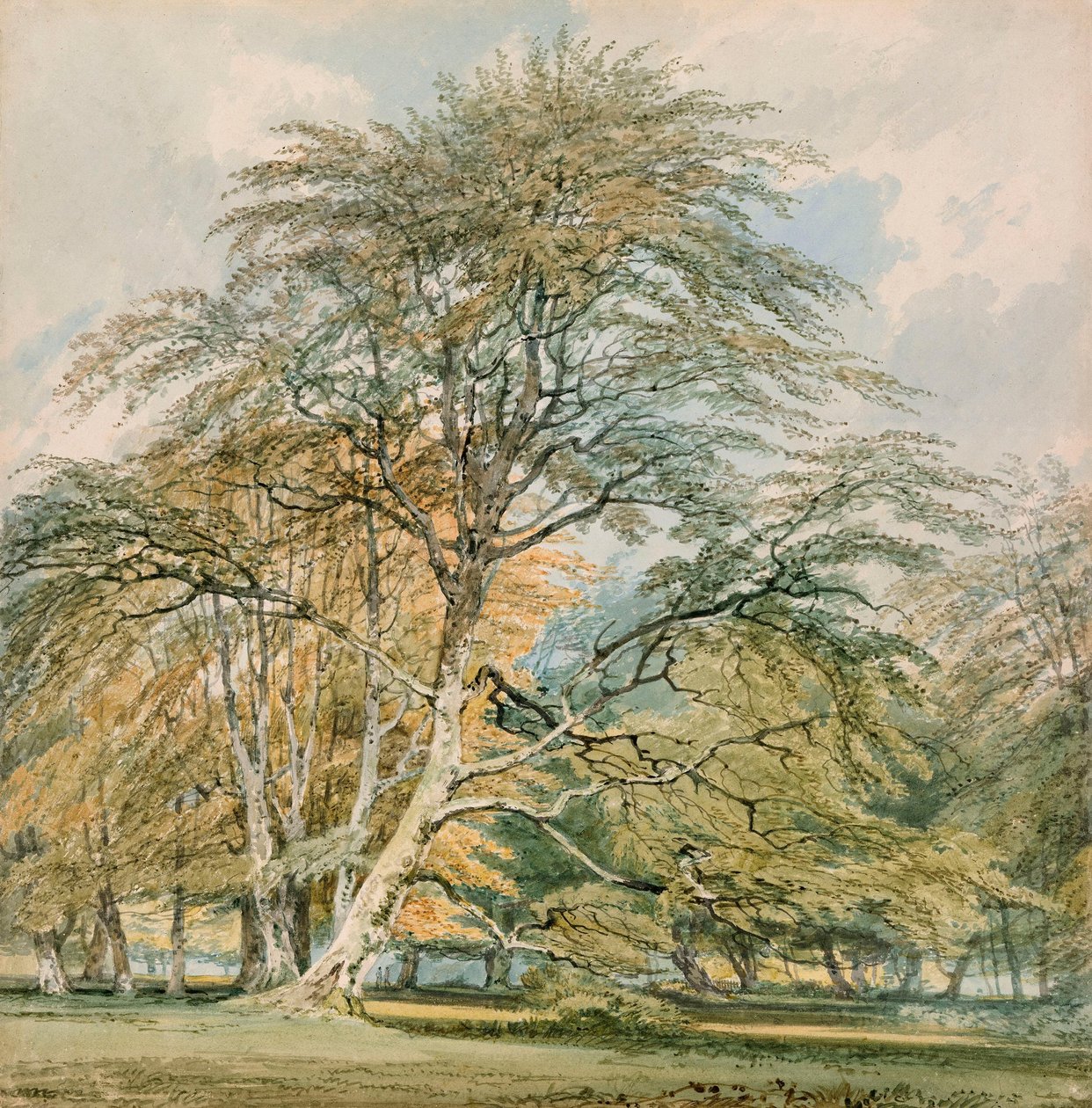 Bøketrær i Norbury Park, Leatherhead, Surrey av Joseph Mallord William Turner