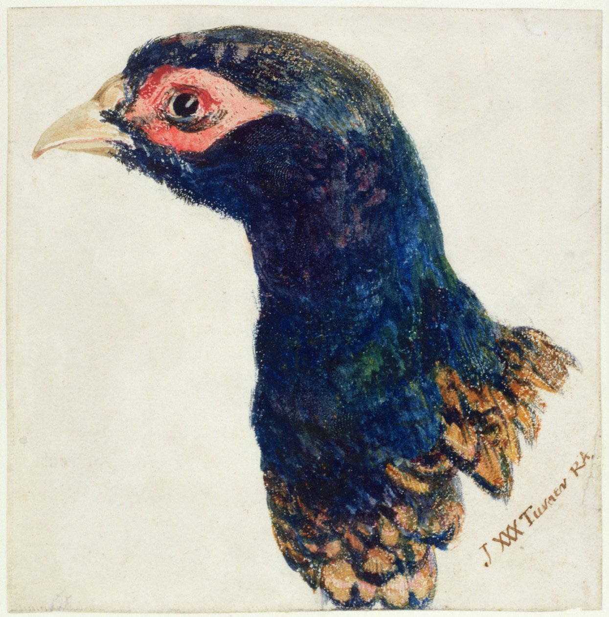 Cock Pheasant, The Farnley Book of Birds, ca. 1816 (penn og blekk og akvarell på papir) av Joseph Mallord William Turner