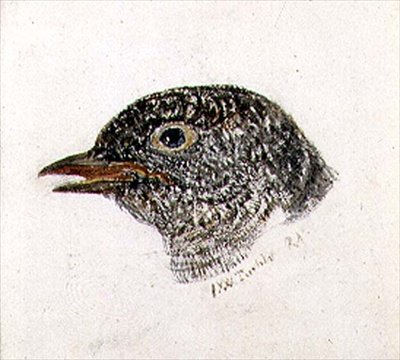 Cuckoo, fra The Farnley Book of Birds, ca. 1816 (blyant og akvarell på papir) av Joseph Mallord William Turner