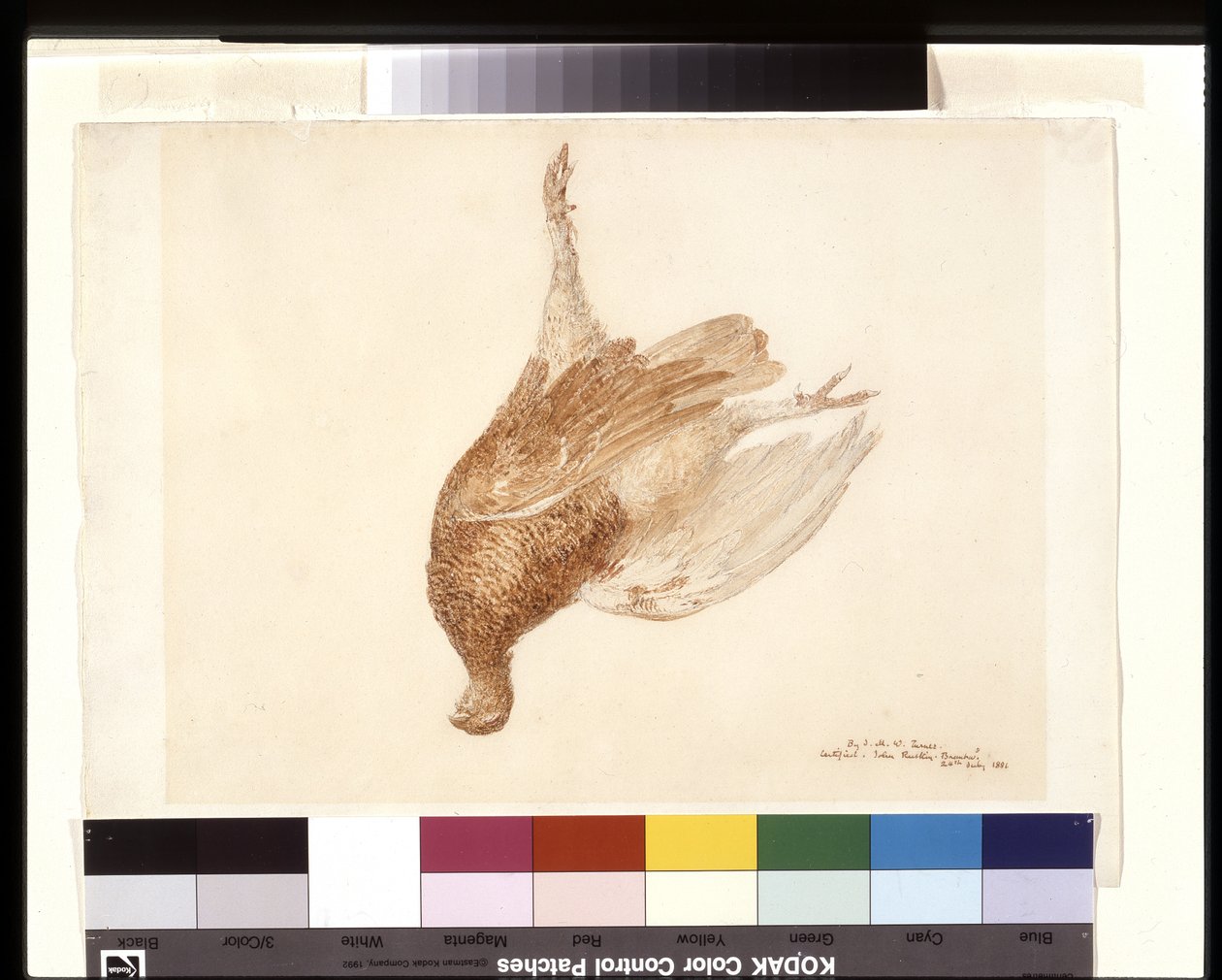 Dead Grouse (akvarell over blyant på hvitt vevd papir) av Joseph Mallord William Turner