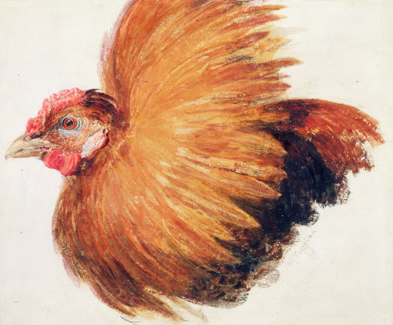 Game-Cock, fra The Farnley Book of Birds, ca. 1816 av Joseph Mallord William Turner