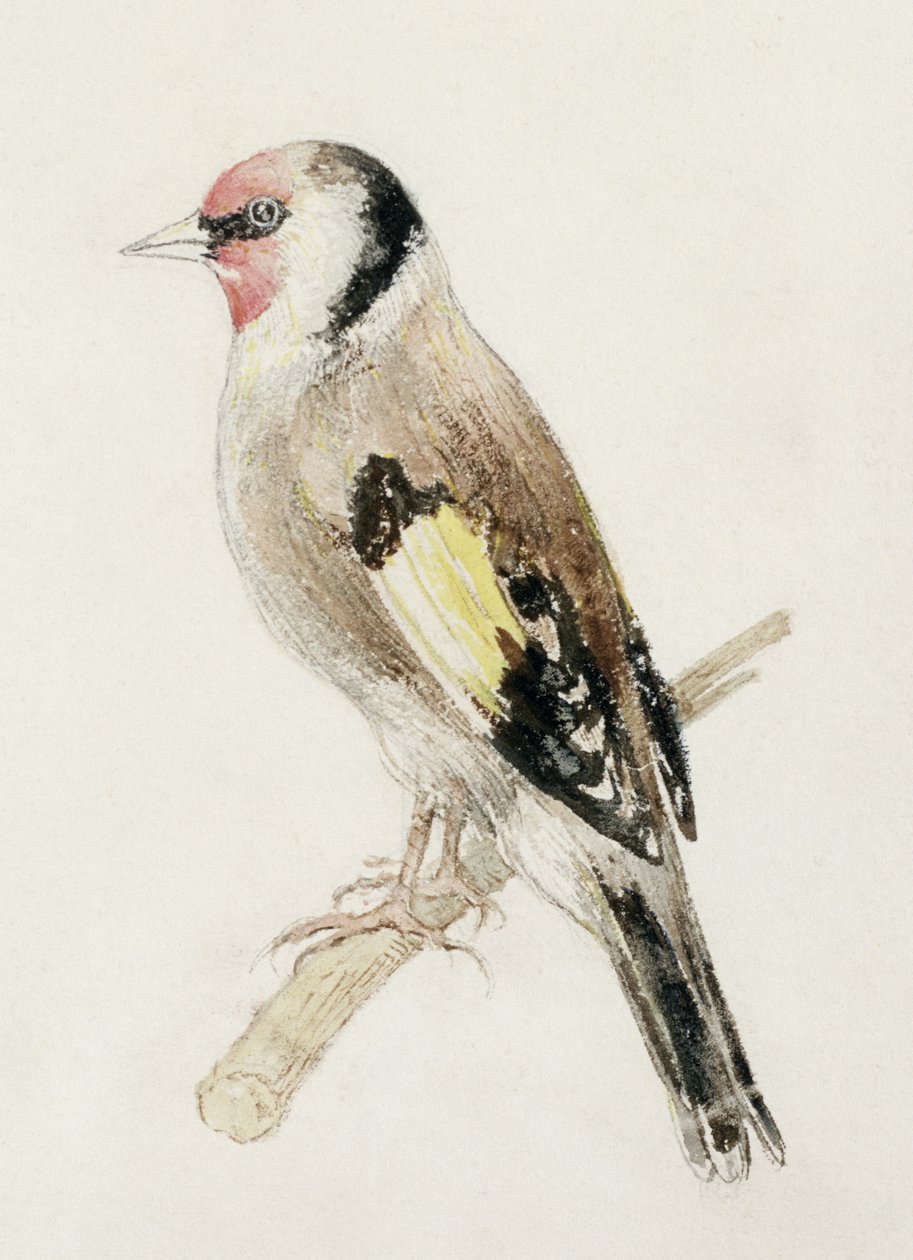 Goldfinch, fra The Farnley Book of Birds, ca. 1816 (blyant og akvarell på papir) av Joseph Mallord William Turner